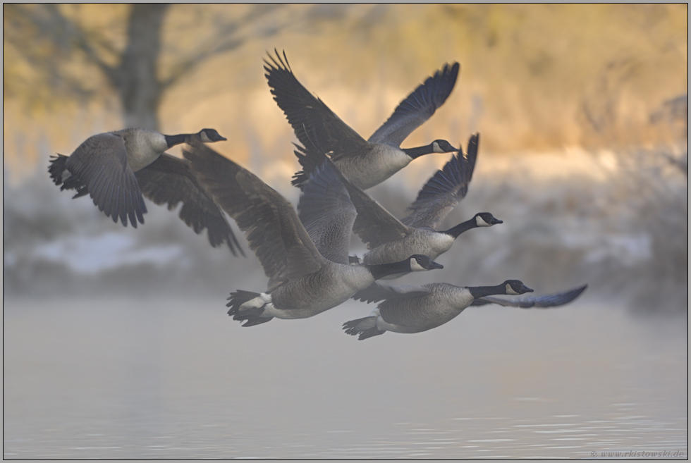 ein Wintermorgen... Kanadagänse *Branta canadensis*