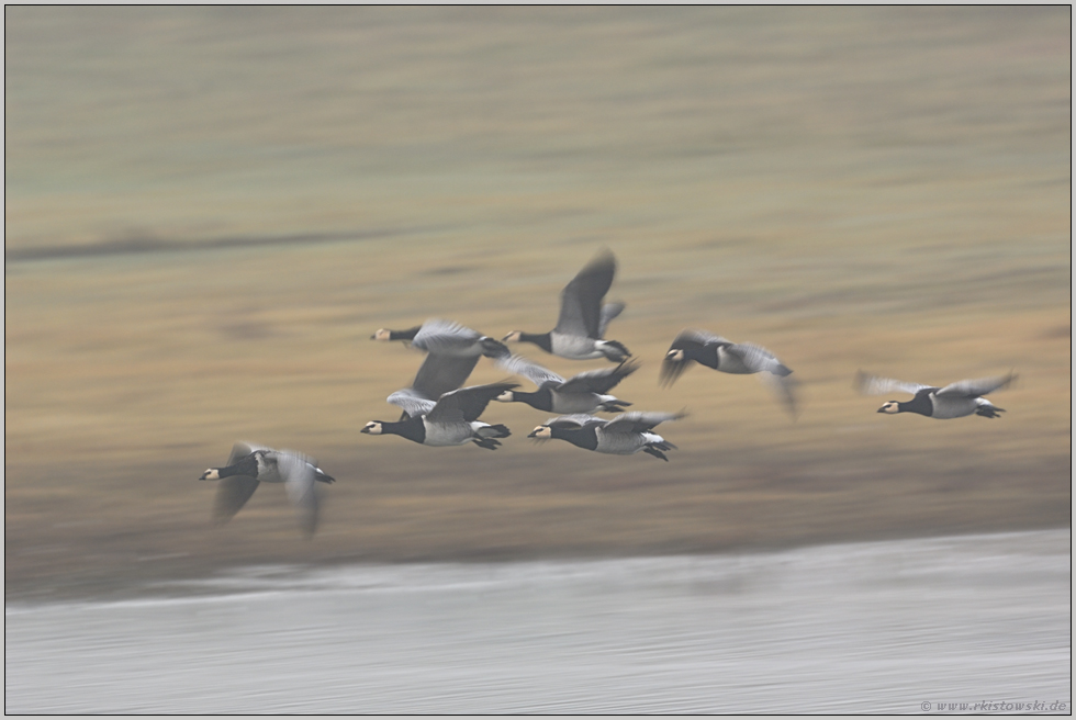 im Vorbeiflug... Weißwangengänse *Branta leucopsis*