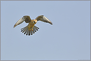 Rüttelflug... Rotfußfalke *Falco vespertinus*