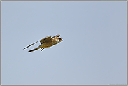 Jagdflug... Rotfußfalke *Falco vespertinus*