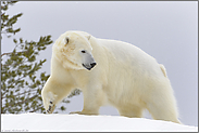 im kalten Polar... Eisbär *Ursus maritimus*