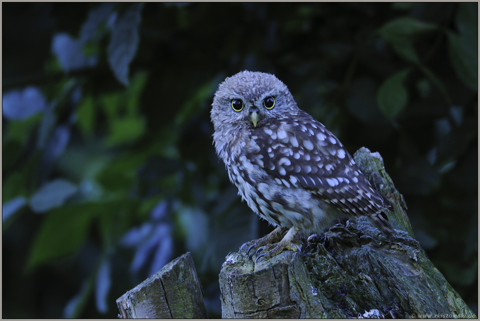 Blaue Stunde Steinkauz Athene Noctua