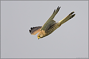 Jagdflug... Turmfalke *Falco tinnunculus*