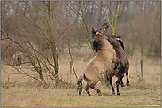 Rivalen... Konikpferde *Equus ferus*