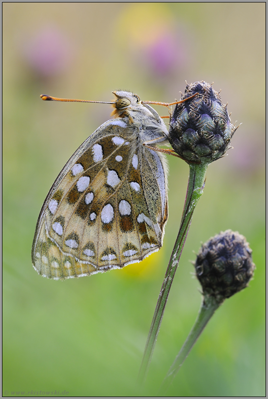im Blütenmeer... Großer Perlmutterfalter *Argynnis aglaja*