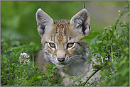 auf Entdeckungstour... Eurasischer Luchs *Lynx lynx*