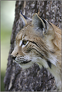 Ohren wie ein ... Eurasischer Luchs *Lynx lynx*
