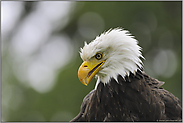 Wappenvogel der USA... Weißkopfseeadler *Haliaeetus leucocephalus*