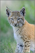 zum knuddeln... Eurasischer Luchs *Lynx lynx*