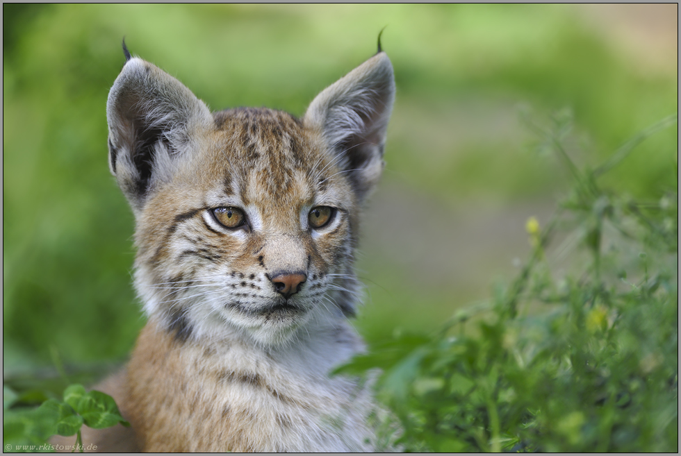 gespitzte Ohren... Eurasischer Luchs *Lynx lynx*