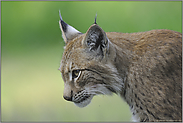 heimische Raubkatze... Eurasischer Luchs *Lynx lynx*