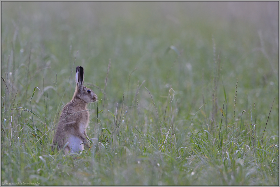 Männchen... Feldhase *Lepus europaeus*