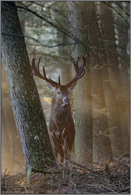 im Märchenwald... Rothirsch *Cervus elaphus*