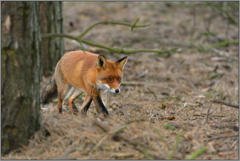 Rotrock auf der Pirsch... Rotfuchs *Vulpes vulpes*