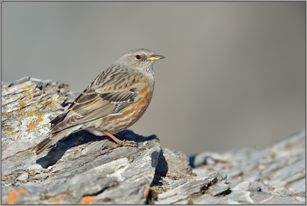formatfüllend... Alpenbraunelle *Prunella collaris*