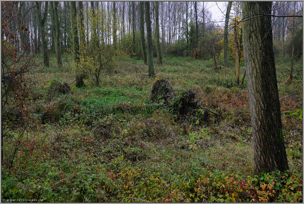 Alte Rheinaue Ilvericher Altrheinschlinge Meerbusch