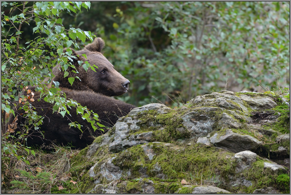 ruhend... Europäischer Braunbär * Ursus arctos*