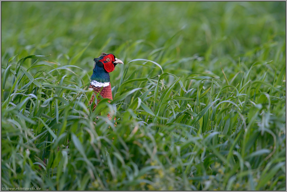 dieser Blick... Jagdfasan *Phasianus colchicus*