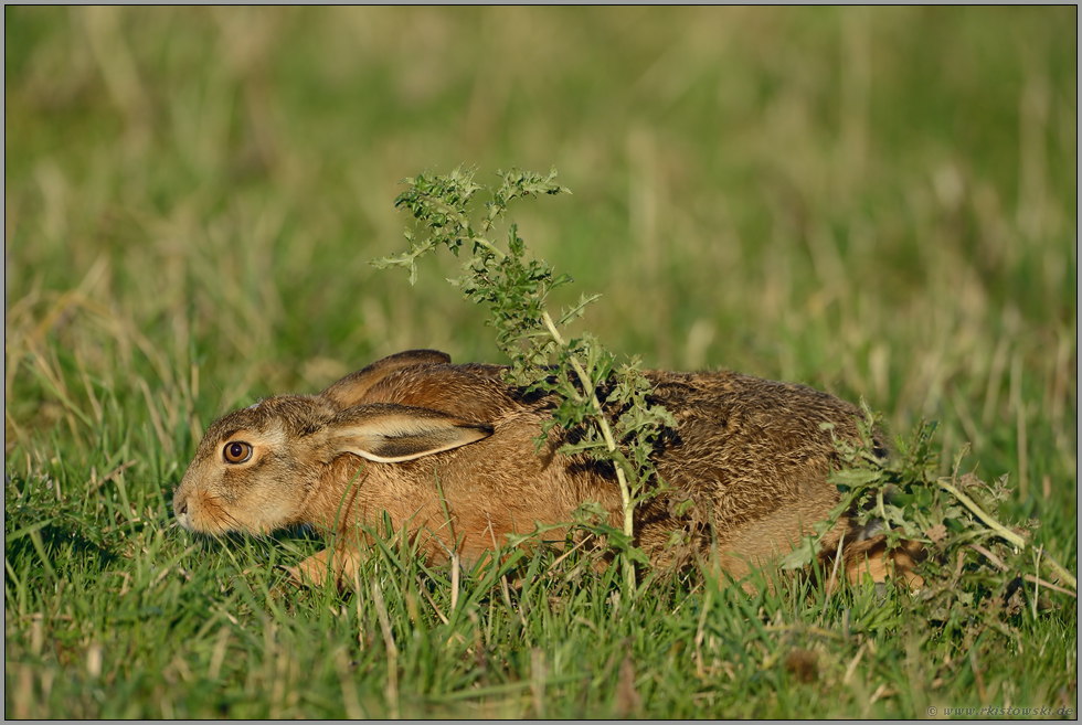 im Schleichgang... Feldhase *Lepus europaeus*