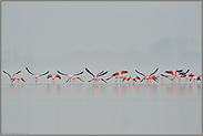 der Abflug... Flamingos *Phoenicopterus spec.*