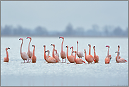 Aufregung... Flamingos *Phoenicopterus spec.*