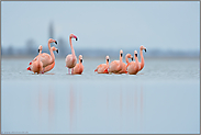 knietief... Flamingos *Phoenicopterus spec.*