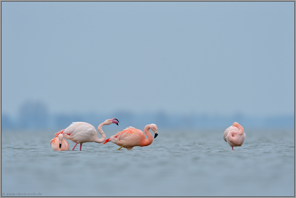 Ärger... Flamingos *Phoenicopterus spec.*