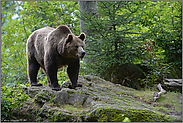 unser (fast) größes Säugetier... Europäischer Braunbär *Ursus arctos*
