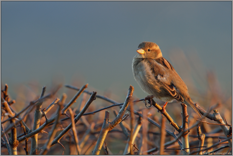 Heckenvogel... Haussperling *Passer domesticus*