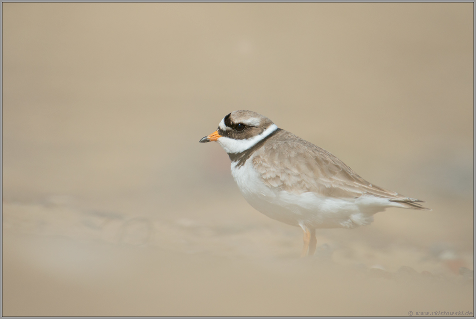 bedroht... Sandregenpfeifer *Charadrius hiaticula*