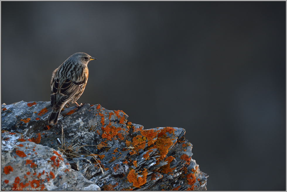 letztes Licht... Alpenbraunelle  *Prunella collaris*