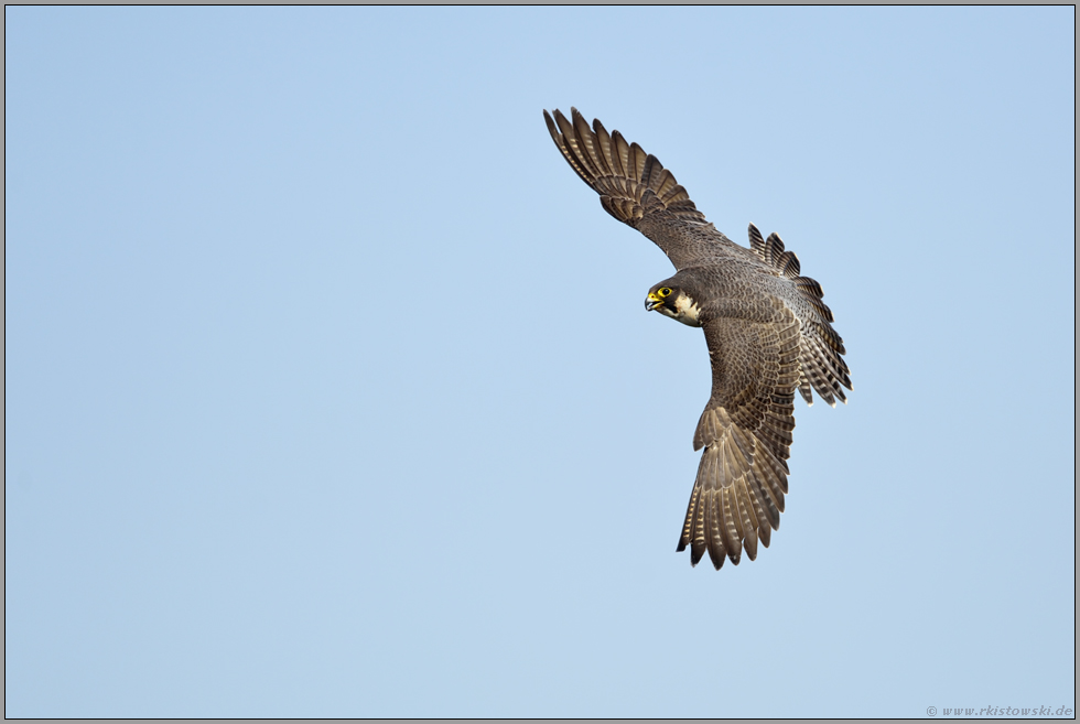 eleganter Flieger... Wanderfalke *Falco peregrinus*