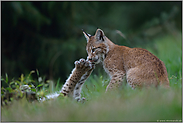 Kralle zeigen... Eurasischer Luchs *Lynx lynx*