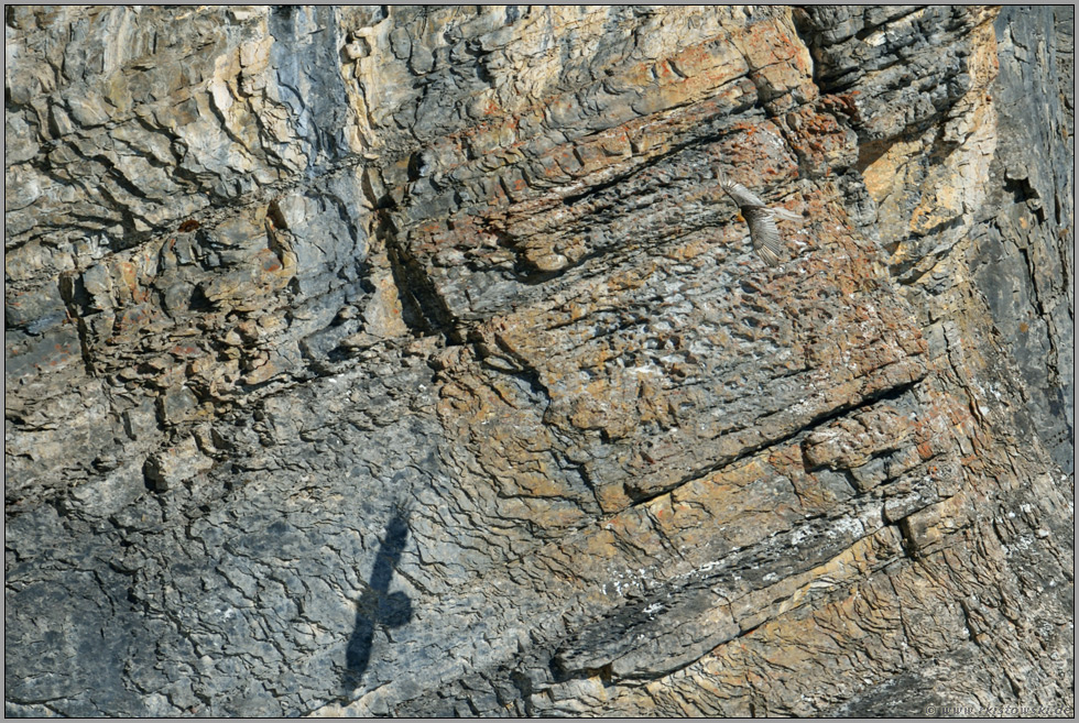 Schattenwurf... Bartgeier *Gypaetus barbatus*