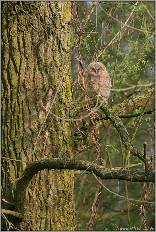 verschlafen... Waldkauzästling *Strix aluco*