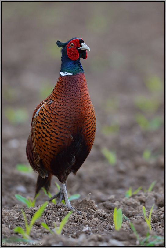 Stolzer Hahn Jagdfasan Phasianus Colchicus