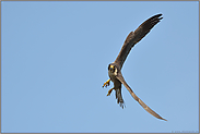 Anflug... Wanderfalke *Falco peregrinus*