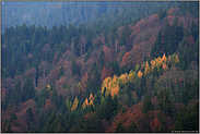 Herbstfarben... Bergwald *Allgäu*
