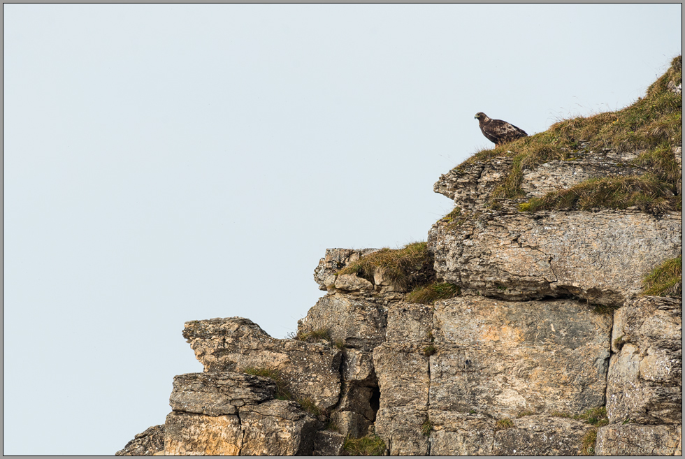 König der Lüfte... Steinadler *Aquila chrysaetos*
