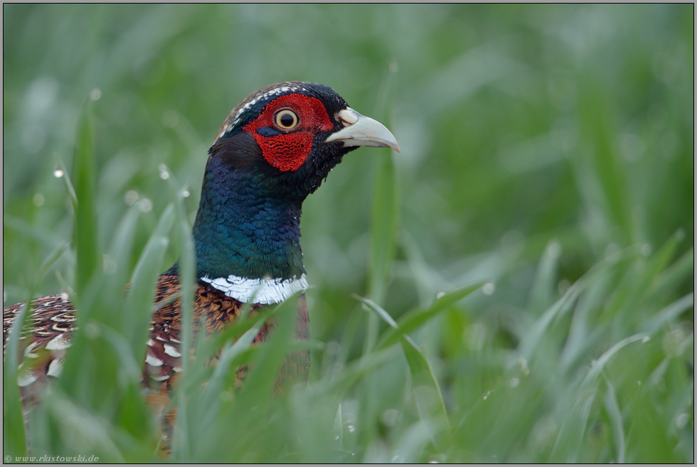 dicht d'ran... Jagdfasan *Phasianus colchicus*