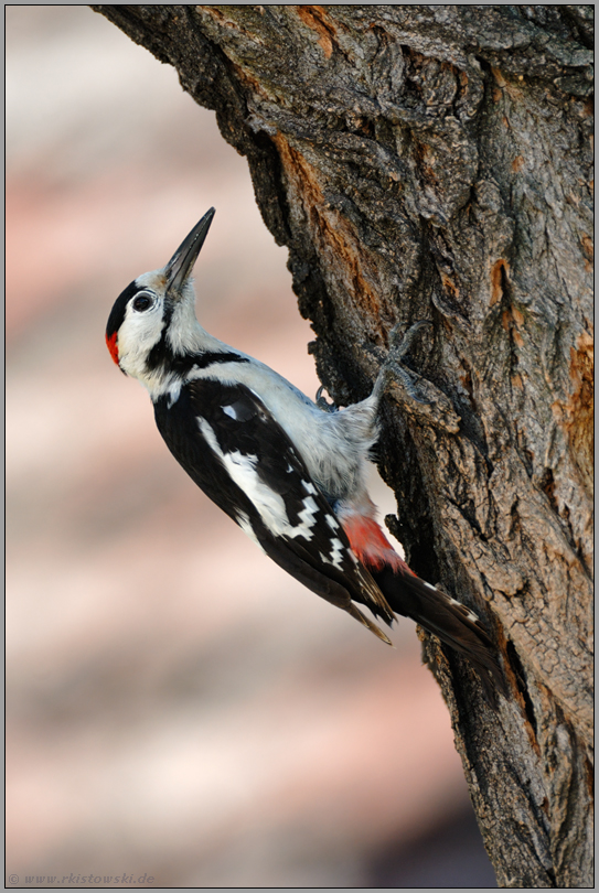 Bestimmungshilfe... Blutspecht *Dendrocopos syriacus*
