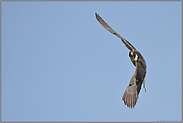 wendiger Flieger... Wanderfalke *Falco peregrinus*
