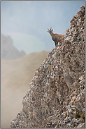 unter Beobachtung... Alpensteinbock *Capra ibex*
