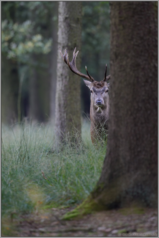 hinter'm Baum... Rothirsch *Cervus elaphus*