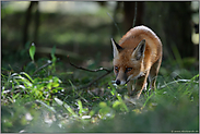 Fuchs auf der Jagd... Rotfuchs *Vulpes vulpes*