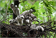 Aufregung im Nest... Sperber *Accipiter nisus*