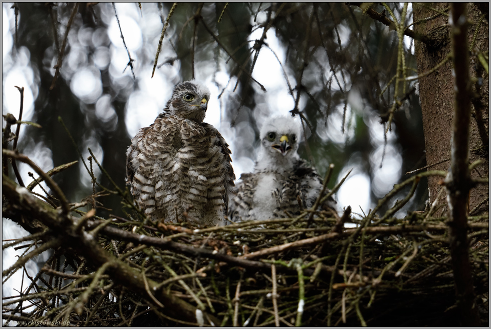 zurück im Sperberhorst... Sperber *Accipiter nisus*