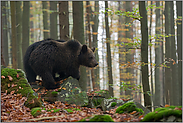 frühmorgens im Wald... Europäische Braunbären *Ursus arctos*