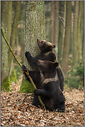im Wettbewerb... Europäische Braunbären *Ursus arctos*