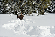 Spuren im Schnee...  Amerikanischer Bison *Bison bison*